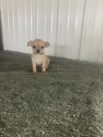 Akc Willis , a male Chihuahua for sale in Decatur, IN – 1 of 5
