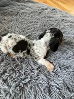 Akc Rose, a female Miniature Dachshund for sale in Decatur, IN – 6 of 6