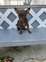 Lydia, a female Chihuahua for sale in Decatur, IN – 2 of 4