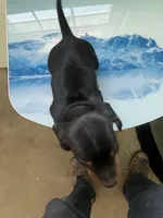 Akc Dude, a male Miniature Dachshund for sale in Decatur, IN – Photo 5 of 6