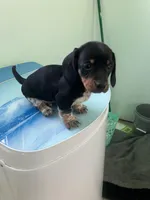 Akc Dude, a male Miniature Dachshund for sale in Decatur, IN – Photo 4 of 6