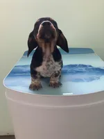 Akc Dude, a male Miniature Dachshund for sale in Decatur, IN – Photo 1 of 6