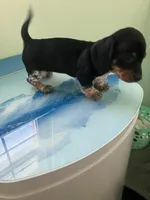 Akc Dude, a male Miniature Dachshund for sale in Decatur, IN – Photo 6 of 6