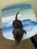 Akc Dude, a male Miniature Dachshund for sale in Decatur, IN – Photo 3 of 6