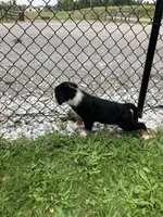 Akc Ranger, a male Bernese Mountain Dog for sale in Decatur, IN – 4 of 5