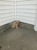 Jon, a male Pomeranian for sale in Decatur, IN – 3 of 3