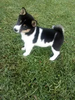 Akc Kara, a female Shiba Inu for sale in Decatur, IN – 3 of 3