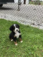 Akc Rover, a male Bernese Mountain Dog for sale in Decatur, IN – 3 of 4