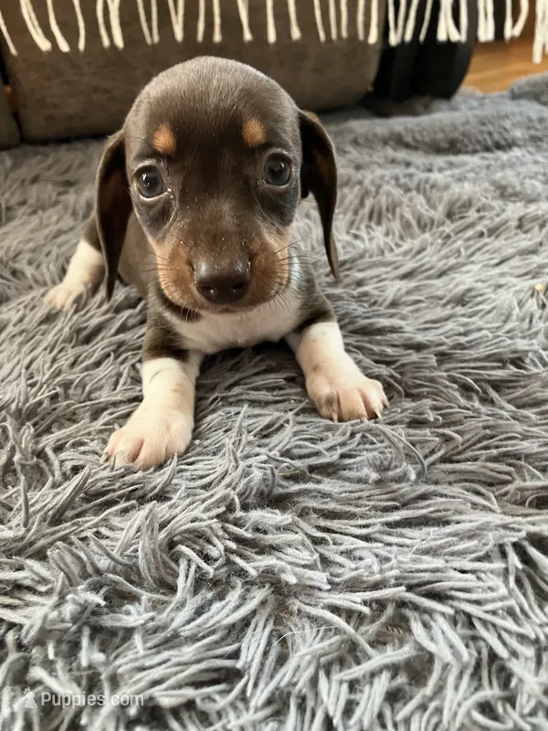 Akc Rhonda – Miniature Dachshund puppy for sale in Decatur, IN