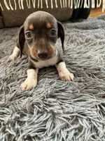 Akc Rhonda, a female Miniature Dachshund for sale in Decatur, IN – 1 of 4