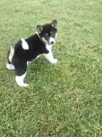 Akc Freddy, a male Shiba Inu for sale in Decatur, IN – 2 of 3