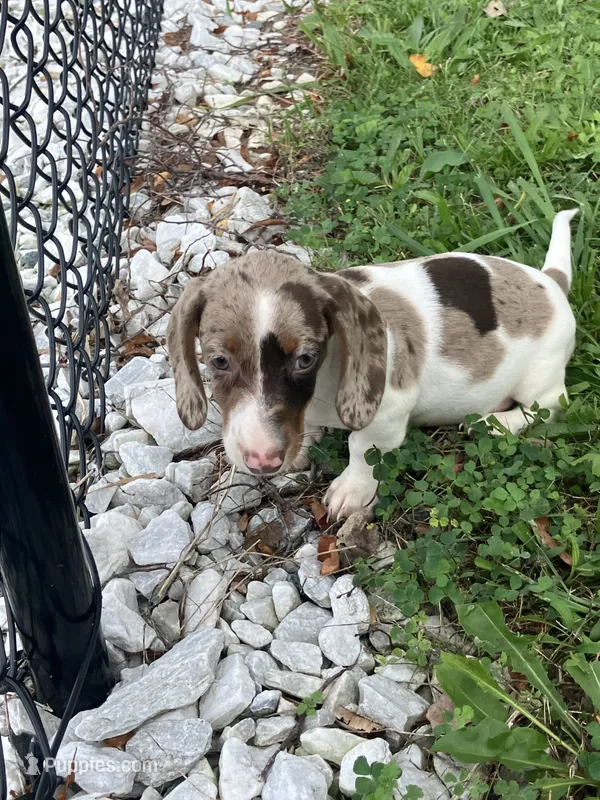 Akc Smoke – Miniature Dachshund puppy for sale in Decatur, IN