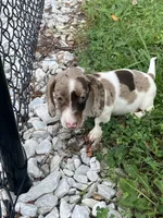 Akc Smoke, a male Miniature Dachshund for sale in Decatur, IN – 1 of 6