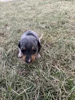 Issabelle, a female Miniature Dachshund for sale in Decatur, IN – Photo 4 of 4