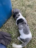 Issabelle, a female Miniature Dachshund for sale in Decatur, IN – Photo 3 of 4