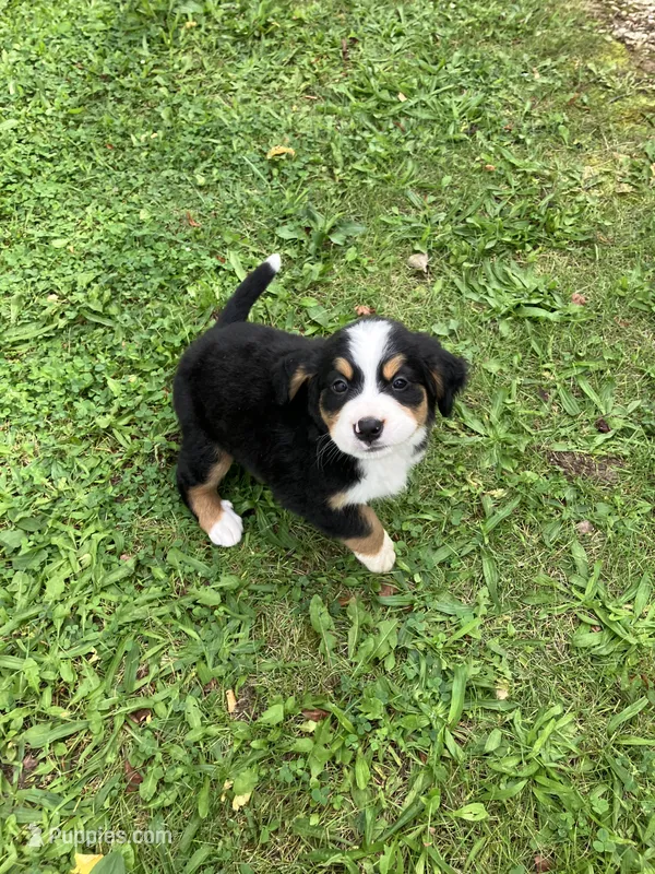 Akc Melinda – Bernese Mountain Dog puppy for sale in Decatur, IN