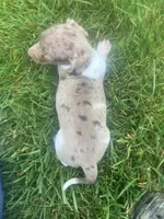 Akc Darlene, a female Miniature Dachshund for sale in Decatur, IN – 6 of 6