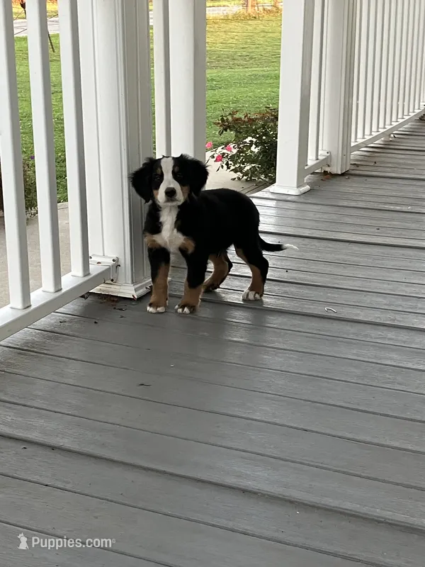 Akc Dan  – Bernese Mountain Dog puppy for sale in Decatur, IN