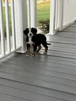 Akc Dan , a female Bernese Mountain Dog for sale in Decatur, IN – 3 of 6