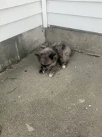 Jake, a male Pomeranian for sale in Decatur, IN – 5 of 5