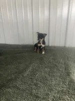 Akc Jake, a male Chihuahua for sale in Decatur, IN – 5 of 5