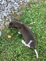 Akc Rhonda, a female Miniature Dachshund for sale in Decatur, IN – 6 of 6