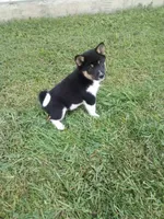 Jasper, a male Shiba Inu for sale in Decatur, IN – 2 of 2