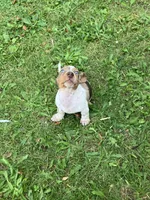 Akc Davon , a male Miniature Dachshund for sale in Decatur, IN – 6 of 6