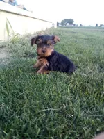 Reba, a female Yorkshire Terrier for sale in Decatur, IN – 3 of 6