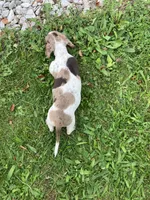 Akc Davon , a male Miniature Dachshund for sale in Decatur, IN – 4 of 6