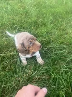 Akc Jill, a female Miniature Dachshund for sale in Decatur, IN – 3 of 4