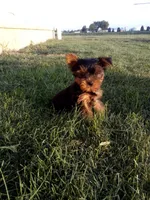 Sam, a female Yorkshire Terrier for sale in Decatur, IN – 3 of 4