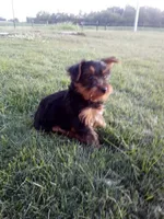 Sam, a female Yorkshire Terrier for sale in Decatur, IN – 2 of 4