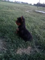 Reba, a female Yorkshire Terrier for sale in Decatur, IN – 6 of 6