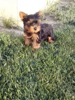 Mark, a female Yorkshire Terrier for sale in Decatur, IN – 2 of 4