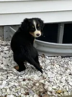 Akc Linda, a female Bernese Mountain Dog for sale in Decatur, IN – 2 of 5