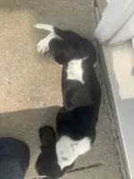 Libby, a female Basset Hound for sale in Decatur, IN – 2 of 3