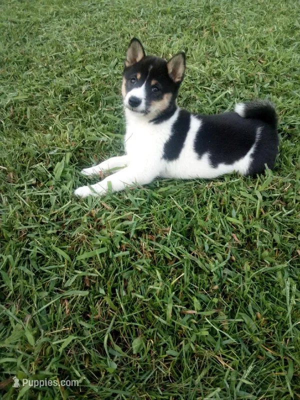 Akc Kara – Shiba Inu puppy for sale in Decatur, IN