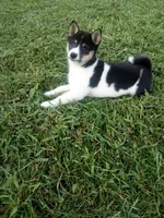 Akc Kara, a female Shiba Inu for sale in Decatur, IN – 1 of 3