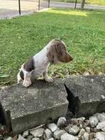 Akc Davon , a male Miniature Dachshund for sale in Decatur, IN – 2 of 6