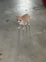 Maria, a female Chihuahua for sale in Decatur, IN – 3 of 5