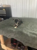 Akc Jake, a male Chihuahua for sale in Decatur, IN – 4 of 5