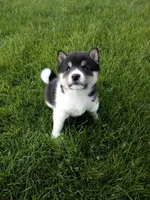 Trooper, a male Shiba Inu for sale in Decatur, IN – 4 of 4