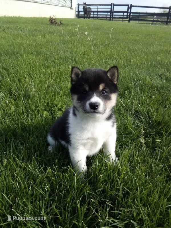 Trooper – Shiba Inu puppy for sale in Decatur, IN