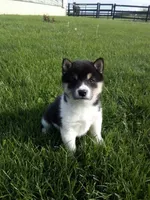 Trooper, a male Shiba Inu for sale in Decatur, IN – 1 of 4