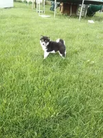 Trooper, a male Shiba Inu for sale in Decatur, IN – 3 of 4