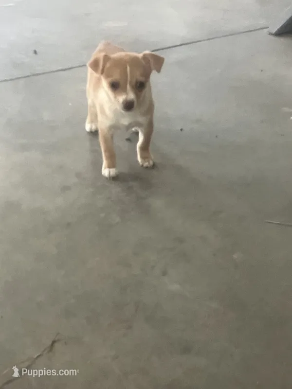 Maria – Chihuahua puppy for sale in Decatur, IN