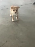 Maria, a female Chihuahua for sale in Decatur, IN – 1 of 5