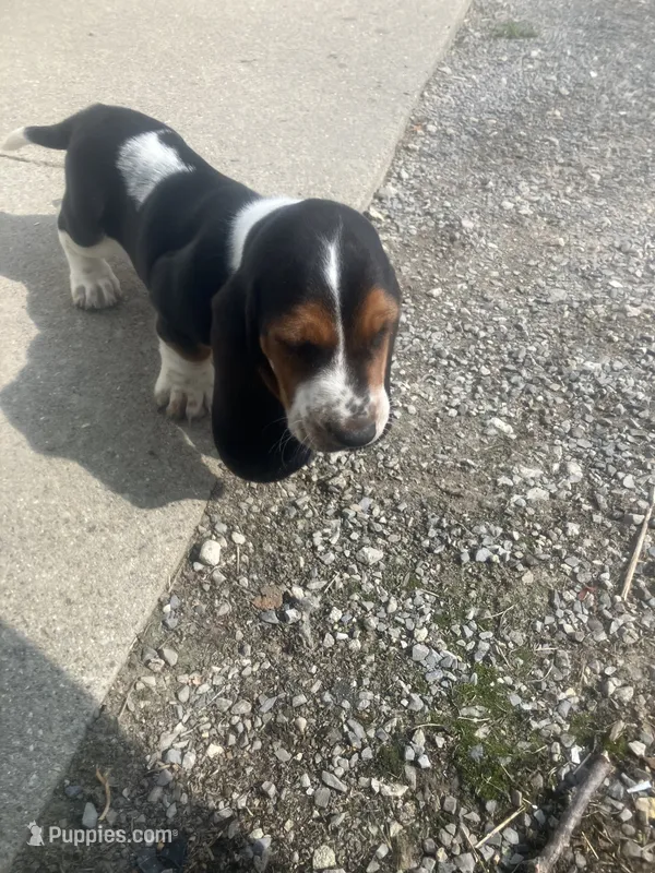 Liam – Basset Hound puppy for sale in Decatur, IN