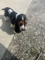 Liam, a male Basset Hound for sale in Decatur, IN – 1 of 4